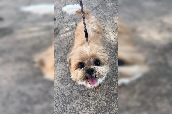 Cão volta sangrando após banho em pet shop do DF; polícia investiga