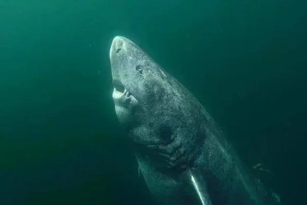 Tubarão que pode ter mais de 500 anos é filmado por cientistas