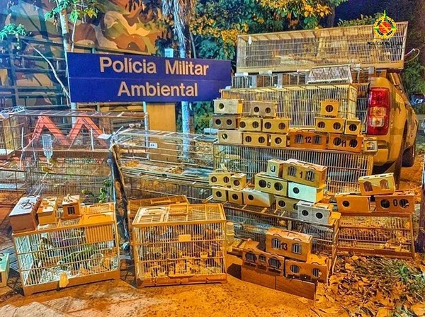 Aves apreendidas em Arniqueira