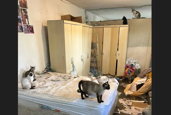 foto colorida de casa com acúmulo de sujeira e resíduos; irmãs acumuladoras foram presas em Cotia após flagrante de maus-tratos a centenas de gatos - Metrópoles