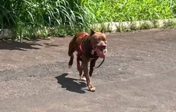 imagem colorida pit bull sacrificado apos atacar animais goias