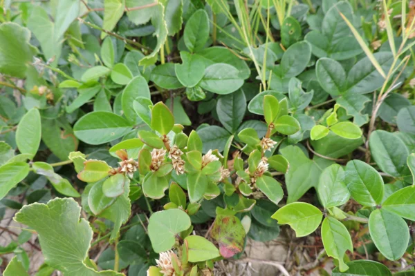 Imagem mostra a planta alternanthera littoralis, conhecida como periquito-da-praia. Metrópoles