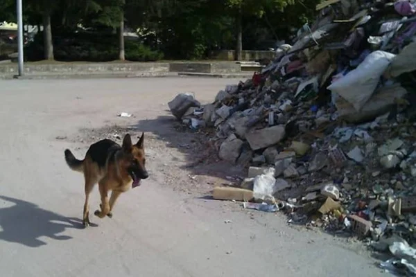 Cão que resgatou vítimas de terremoto da Itália morre envenenado