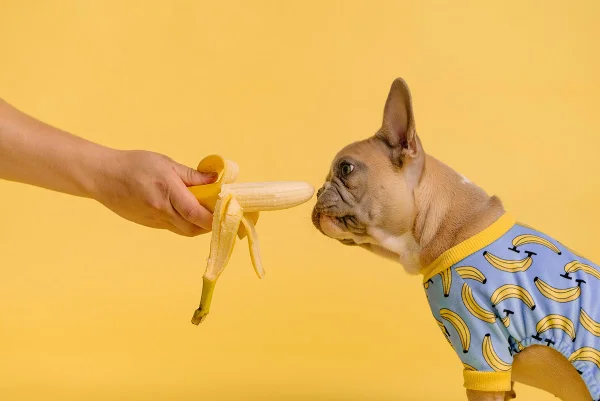 Cachorro comendo banana