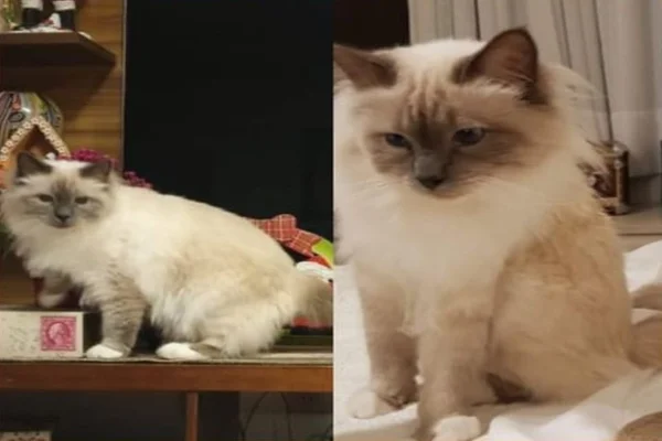 Gato de jovem autista do DF está desaparecido há 19 dias