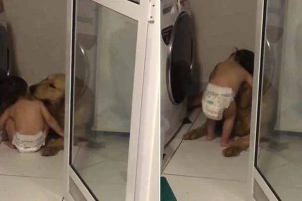 Bebê acalma cãozinho