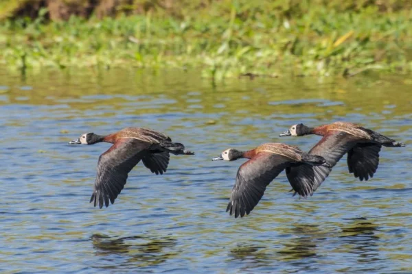 Imagem colorida de aves. Metrópoles