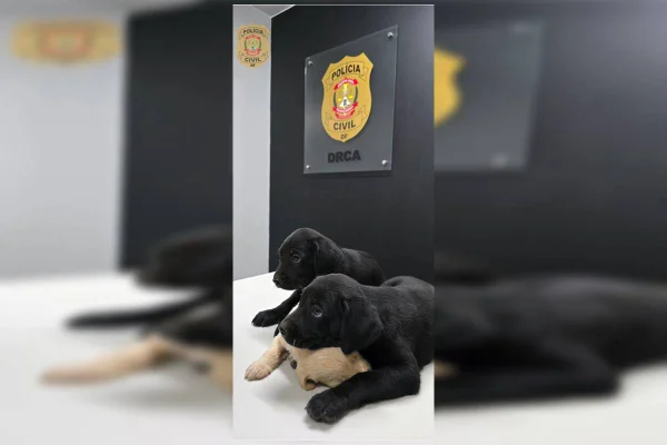 Filhotes abandonados em frente a escola