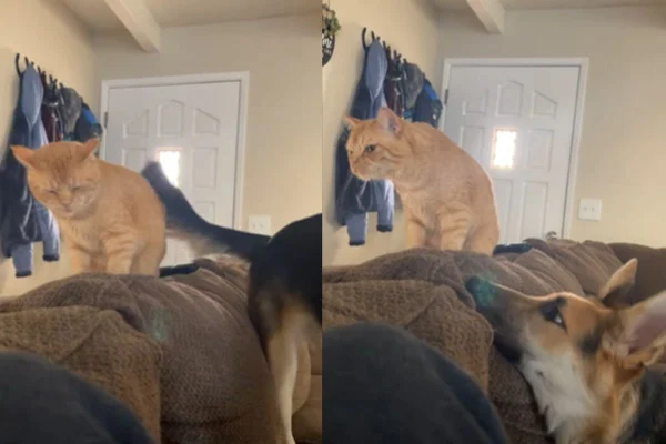 Montagem de duas capturas de tela com gato e cadela em fotos