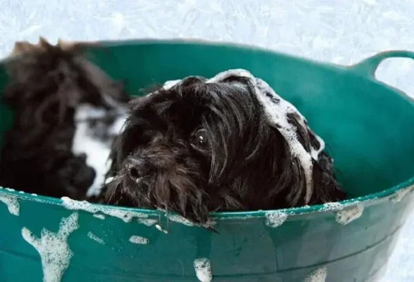 Cãozinho na bacia tomando banho