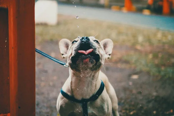 Verão: tutores devem estar atentos à insolação nos pets