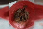 Alimentação ofertada aos atletas do Riacho City