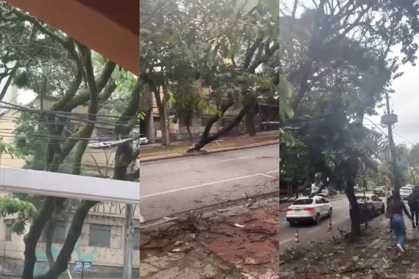 queda árvore avenida BH