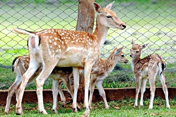 Zoo de Brasília alerta para “alto risco de fuga” de veados