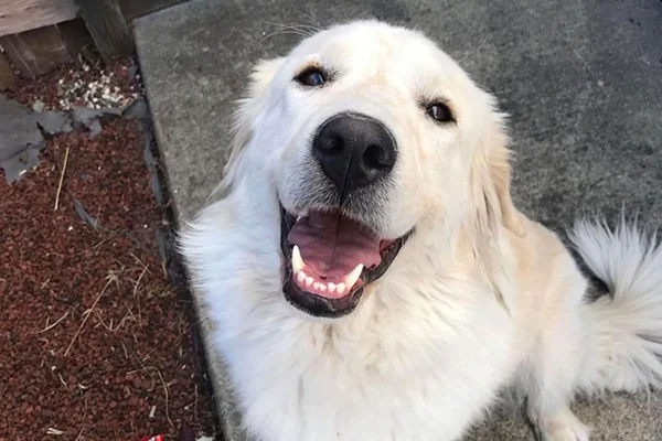 Quatro dicas para ajudar na limpeza dos dentes dos cachorros