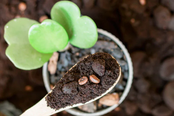 Imagem colorida colher com café indo em direção à planta