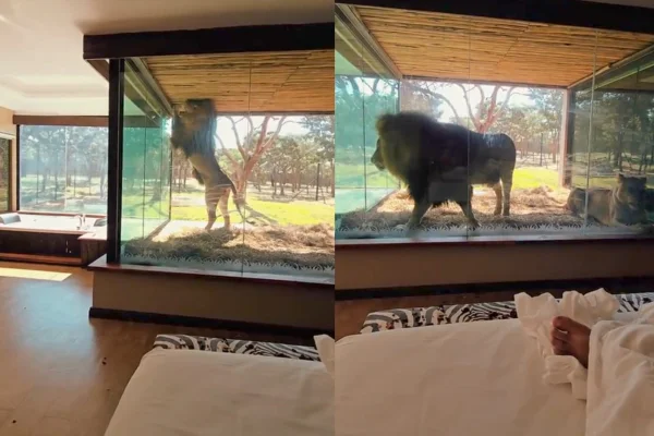 Saiba detalhes do hotel de luxo que viralizou após "visita" de um leão - Metrópoles