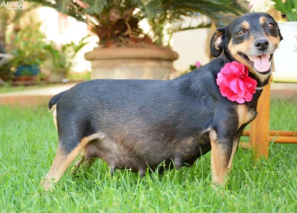 Cachorrinha grávida faz ensaio fotográfico