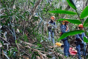 Piloto de asa-delta morre após saltar e atingir árvores em Caraguatatuba, no litoral de São Paulo, na tarde desse domingo (13/7)