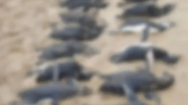 ciclone deixa pinguins mortos em SC