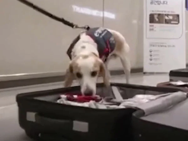 Foto colorida do beagle Ceco, cão farejador de percevejos no Aeroporto Internacional de Incheon - Metrópoles