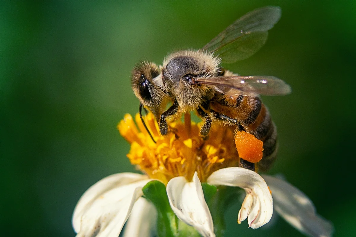 Abelha Rainha Deposita Pesticidas em Ovos para Proteção Própria: Estudo da UC Davis Revela Impacto Geração em Geração na Colmeia