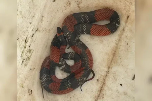 Imagem colorida mostra cobra falsa-coral resgatada pela Defesa Civil no interior de São Paulo - Metrópoles