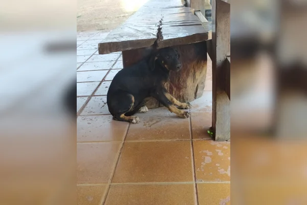 cachorro