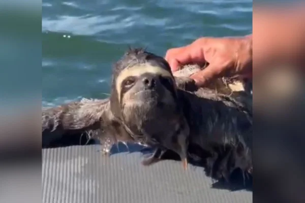 Imagens coloridas mostram bicho-preguiça sendo retirado do mar