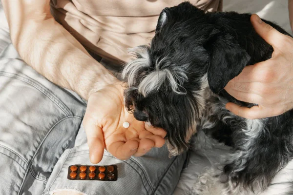Suplementação para pets: o que perguntar antes do tratamento
