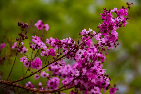 Primavera e suas flores brasília