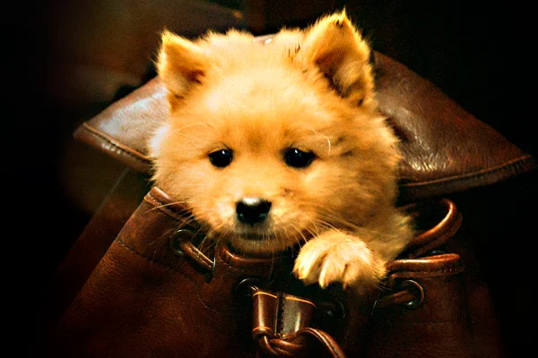 foto colorida de filhote de cachorro dentro de mochila - metrópoles
