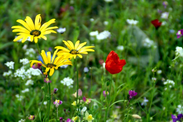 Foto de campo com plantas e flores - Metrópoles
