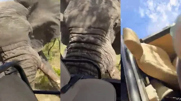 Imagem colorida de elefante durante ataque - Metrópoles