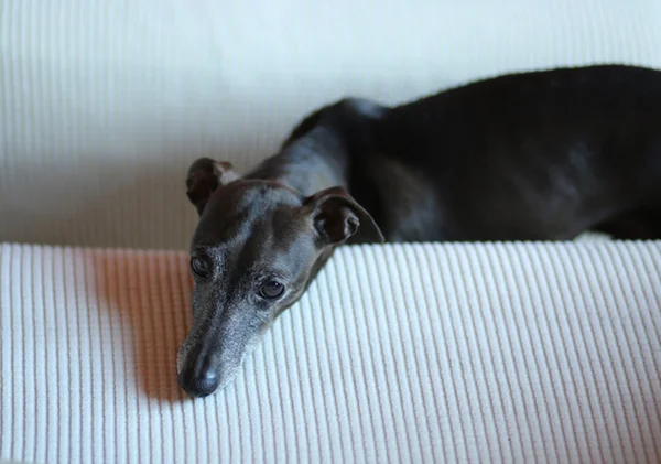 Cachorro da raça galguinho italiano