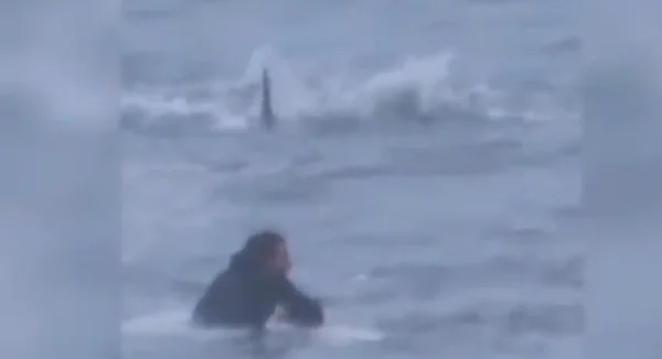 Tubarão assusta surfista em praia nos EUA