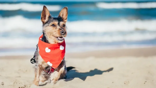 Cachorro na praia
