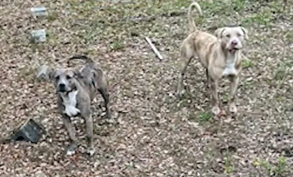 Pitt bulls que mataram mulher nos EUA - Metrópoles