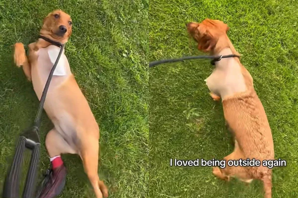 Cachorra Pippa passeando a primeira vez após amputação