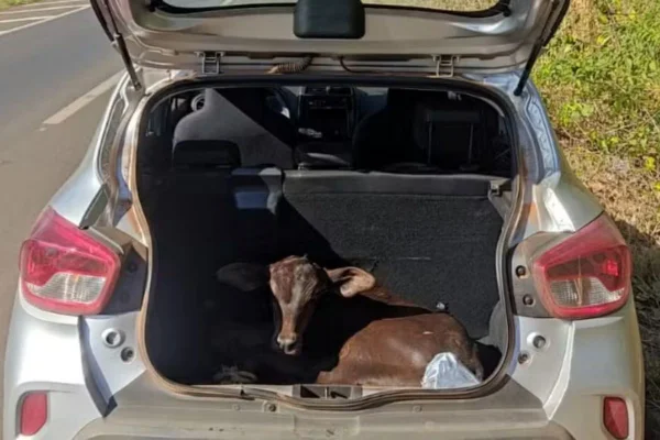 Imagem colorida mostra bezerro encontrado em porta-malas de carro na cidade de José Bonifácio - Metrópoles
