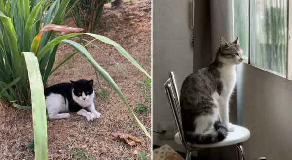 foto colorida de gatos