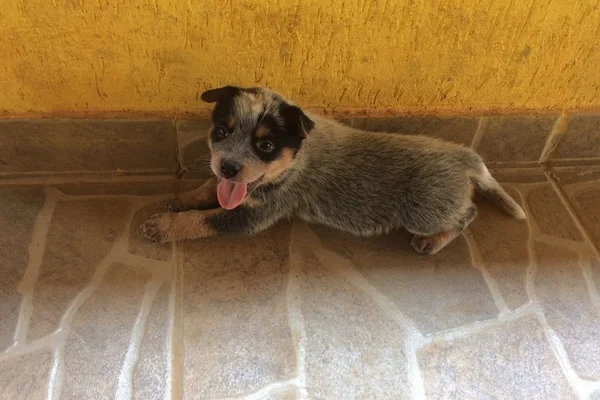Justiça proíbe venda de pets na Feira dos Importados e ruas do DF