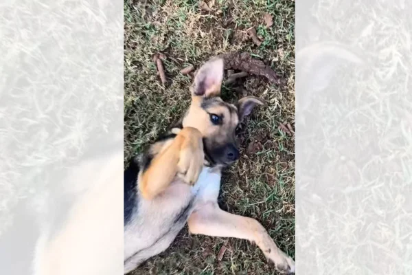 imagem de cachorro que foi resgatado e adotado
