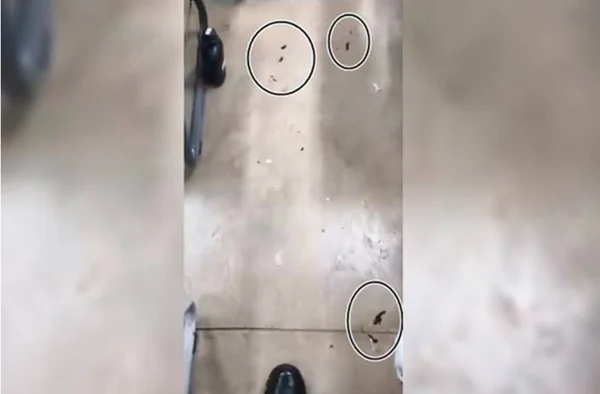fezes de ratos em sala de aula
