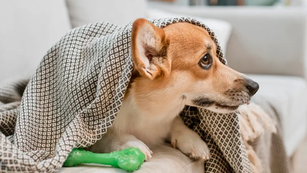 Quanto tempo vive um cachorro? Descubra de acordo com a raça