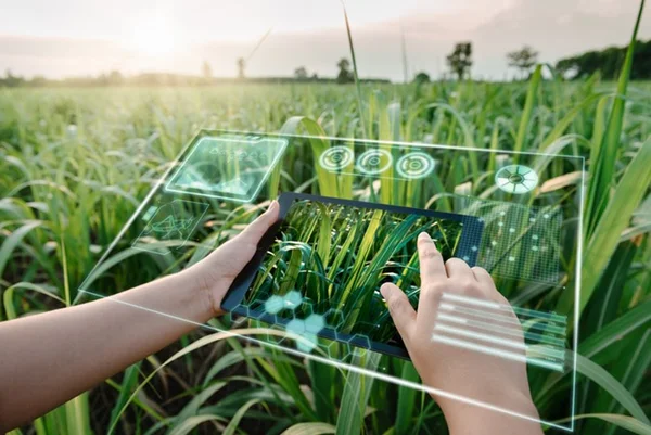 Pessoa utilizando tecnologia na agropecuária - Metrópoles