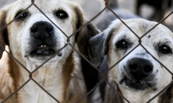 Fotografia de dois cachorros presos atrás de grades