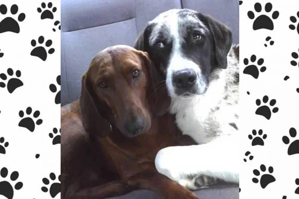 Dois cachorros deitados e encostados um no outro