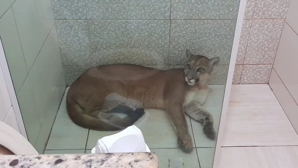 sao paulo onça parda em banheiro