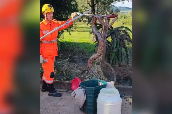 Jiboia de dois metros foi capturada por bombeiros em Jacutinga -MG